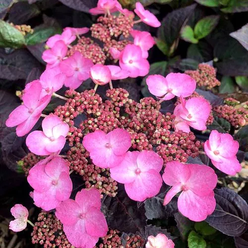 Гортензия ДАРЕДЕВИЛ пильчатая  Гортензия ДАРЕДЕВИЛ пильчатая в Вологде