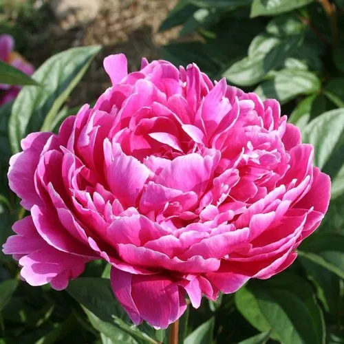 Пион СЕБАСТЬЯН МААС травянистый  Пион СЕБАСТЬЯН МААС травянистый в Вологде