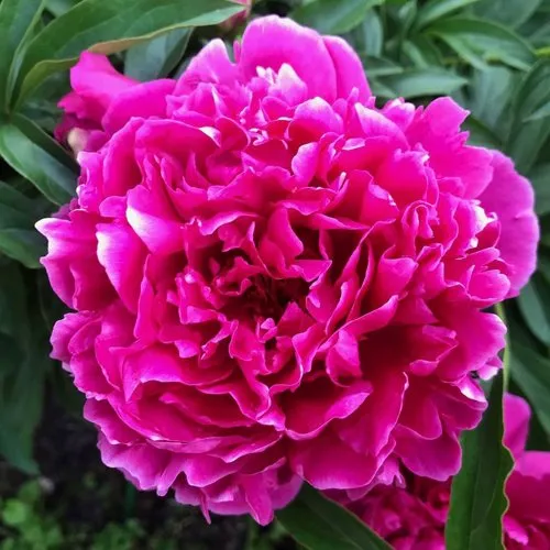 Пион КАРЛ РОЗЕНФЕЛЬД травянистый  Пион КАРЛ РОЗЕНФЕЛЬД травянистый в Вологде