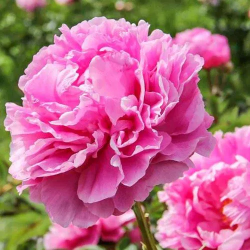 Пион АЛЕКСАНДР ФЛЕМИНГ травянистый  Пион АЛЕКСАНДР ФЛЕМИНГ травянистый в Вологде