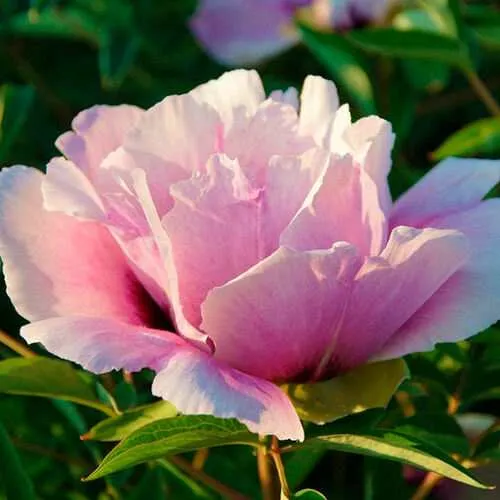 Пион ВРАТА ХРАМА древовидный   Пион ВРАТА ХРАМА древовидный  в Вологде