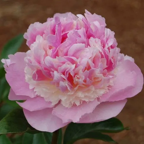 Пион ЭНДЖЕЛ ЧИКС травянистый  Пион ЭНДЖЕЛ ЧИКС травянистый в Вологде