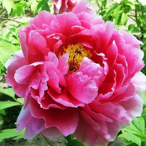 Пион ВОСХОД СОЛНЦА древовидный  Пион ВОСХОД СОЛНЦА древовидный в Вологде