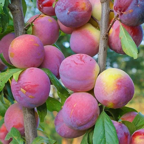 Слива КОЛОННОВИДНАЯ  Слива КОЛОННОВИДНАЯ в Вологде