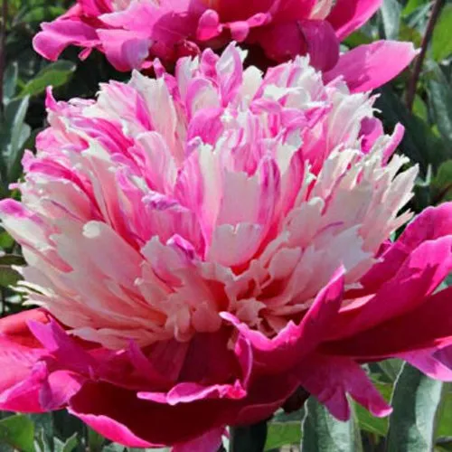 Пион ДЕЙДРИМ травянистый  Пион ДЕЙДРИМ травянистый в Вологде