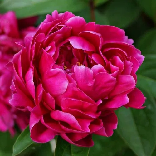 Пион ЛУИ ВАН-ГУТТ травянистый  Пион ЛУИ ВАН-ГУТТ травянистый в Вологде