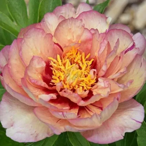 Пион КЭЛЛИС МЕМОРИ ито-гибрид  Пион КЭЛЛИС МЕМОРИ ито-гибрид в Вологде