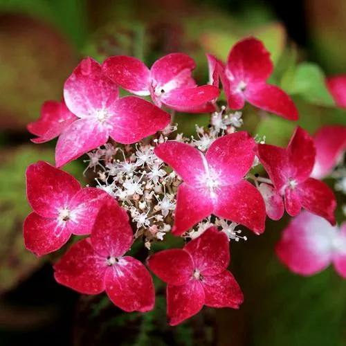 Гортензия КУРЕНАИ пильчатая  Гортензия КУРЕНАИ пильчатая в Вологде