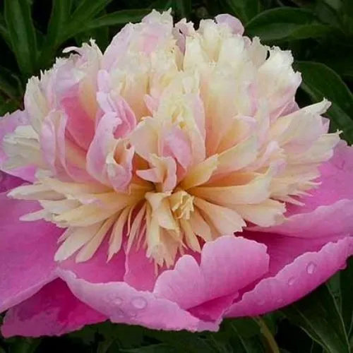 Пион ВЕСЕННЯЯ ПАЛИТРА травянистый  Пион ВЕСЕННЯЯ ПАЛИТРА травянистый в Вологде