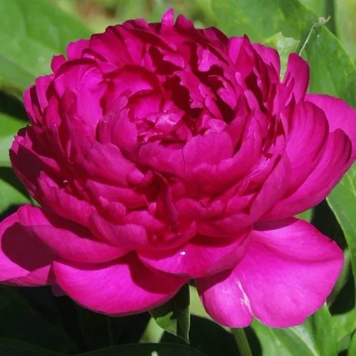 Пион БАРХАТ НОЧИ травянистый  Пион БАРХАТ НОЧИ травянистый в Вологде
