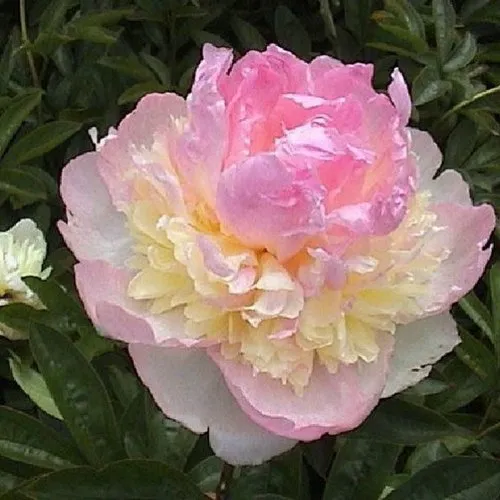 Пион РАСБЕРРИ САНДЕЙ травянистый  Пион РАСБЕРРИ САНДЕЙ травянистый в Вологде