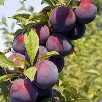 Поздняя  Поздняя в Вологде