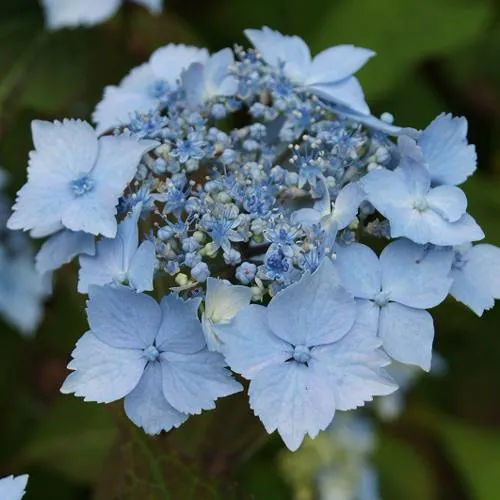 Гортензия БЛЮ ДЕКЛ пильчатая  Гортензия БЛЮ ДЕКЛ пильчатая в Вологде