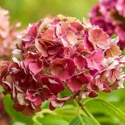 Гортензия ПРЕЦИОЗА пильчатая  Гортензия ПРЕЦИОЗА пильчатая в Вологде