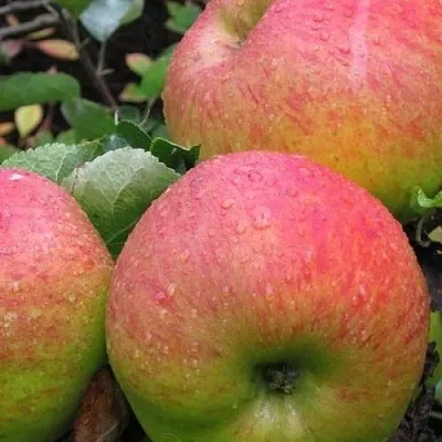 Яблоня ЯБЛОЧНЫЙ СПАС  Яблоня ЯБЛОЧНЫЙ СПАС в Вологде