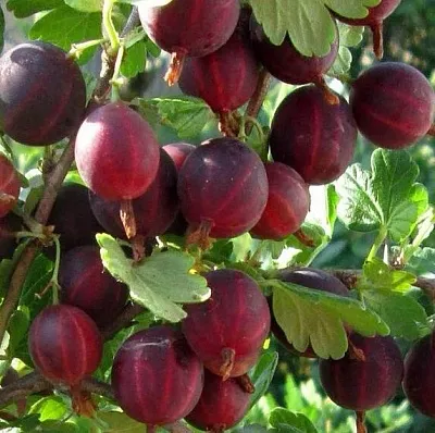 Крыжовник ХИННОМАКИ РОТ  Крыжовник ХИННОМАКИ РОТ в Вологде