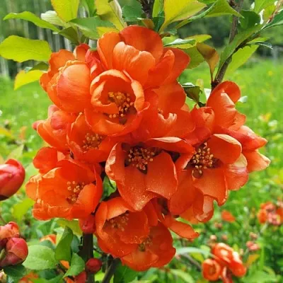 Айва японская  Айва японская в Вологде