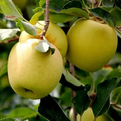 Яблоня ГОЛДЕН ВЛАДИМИРСКИЙ  Яблоня ГОЛДЕН ВЛАДИМИРСКИЙ в Вологде