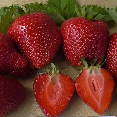 Клубника САНДРА  Клубника САНДРА в Вологде