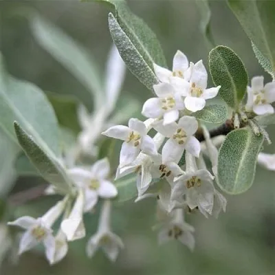 ЛОХ СЕРЕБРИСТЫЙ  ЛОХ СЕРЕБРИСТЫЙ в Вологде