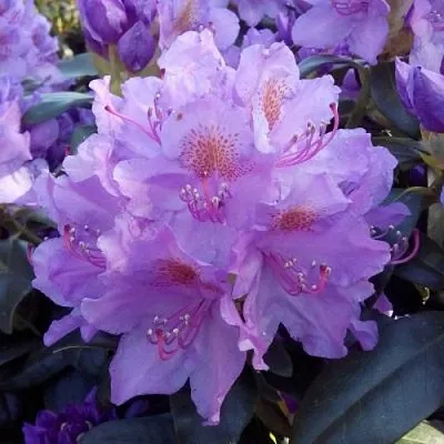 Рододендрон  Рододендрон в Вологде