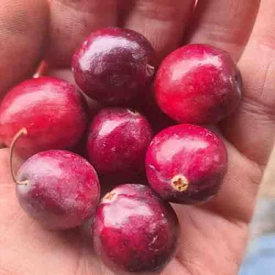 Клюква БАИН 6 в Вологде