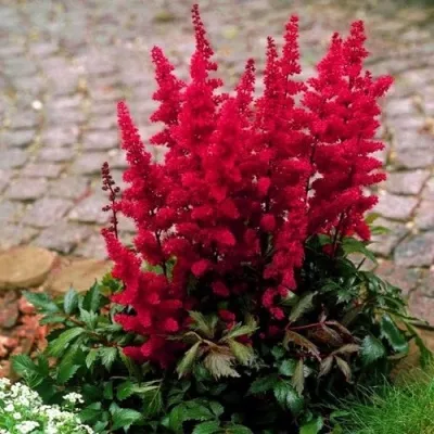 Астильба ГЛАТ Арендса в Вологде