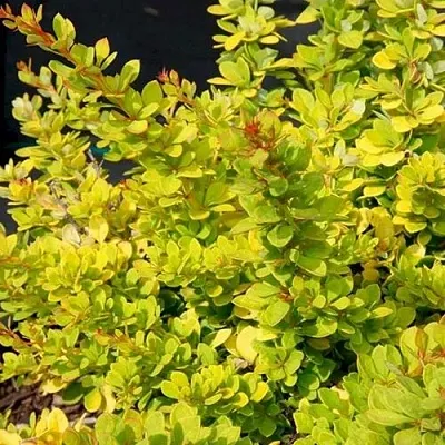 Барбарис СЕНСЕЙШЕН тунберга  Барбарис СЕНСЕЙШЕН тунберга в Вологде