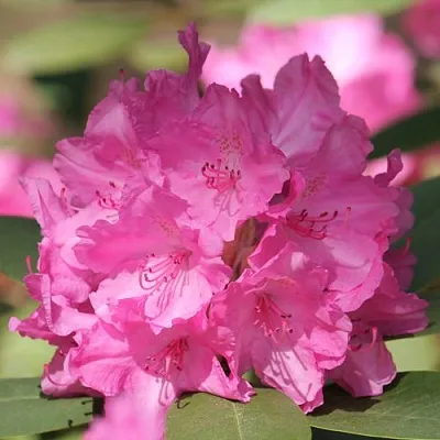 Рододендрон ЛУМИНА  Рододендрон ЛУМИНА в Вологде