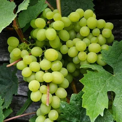 Виноград АЛЕШЕНЬКИН  Виноград АЛЕШЕНЬКИН в Вологде
