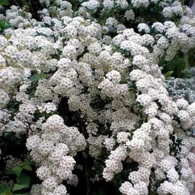 Спирея ВАНГУТТА в Вологде