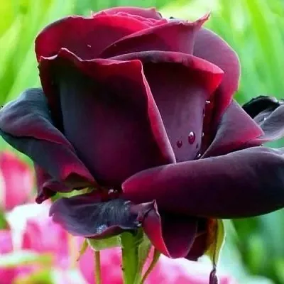 Саженцы роз ЧЕРНЫЙ ПРИНЦ чайно-гибридная в Вологде