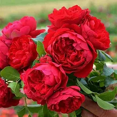 Саженцы роз ФЛОРЕНТИНА плетистая  Саженцы роз ФЛОРЕНТИНА плетистая в Вологде