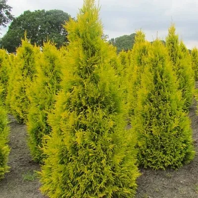 Туя САНКИСТ западная в Вологде