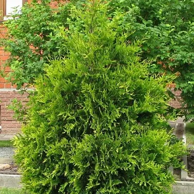 Туя АНЯ (АНИЕ) западная  Туя АНЯ (АНИЕ) западная в Вологде