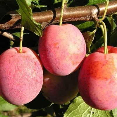 Слива ВИКТОРИЯ  Слива ВИКТОРИЯ в Вологде