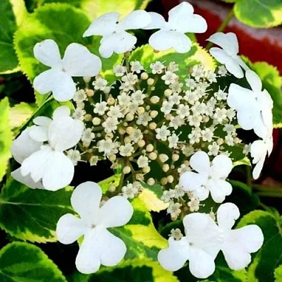 Гортензия МИРАНДА черешковая в Вологде