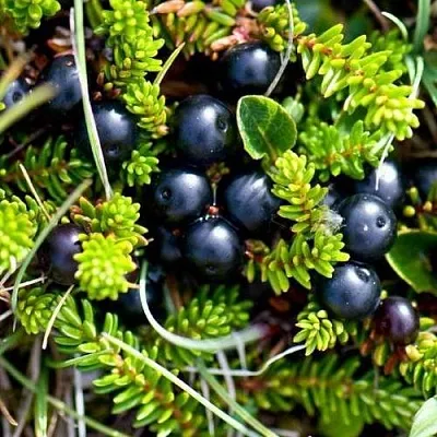 Водяника  Водяника в Вологде