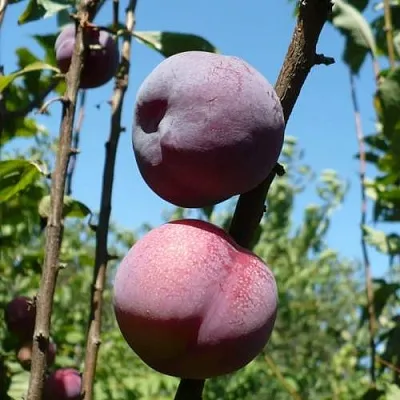 Плумкот ВЕЙ ВОНГ  Плумкот ВЕЙ ВОНГ в Вологде