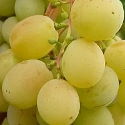 Виноград ТАЛИСМАН  Виноград ТАЛИСМАН в Вологде