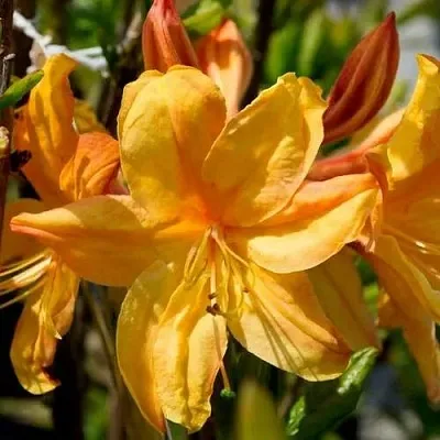 Азалия ГОЛДЕН ЛАЙТС листопадная  Азалия ГОЛДЕН ЛАЙТС листопадная в Вологде