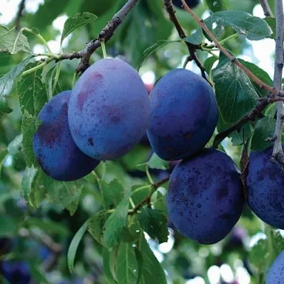 Слива ЭМПРЕСС  Слива ЭМПРЕСС в Вологде