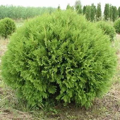 Туя ГЛОБОЗА западная в Вологде