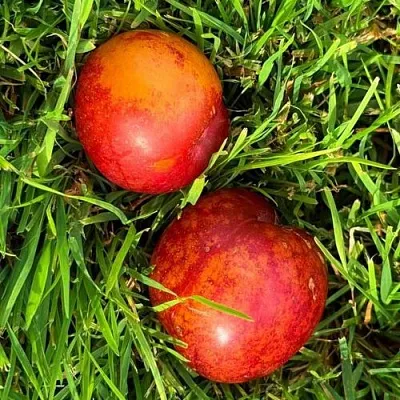 Шарафуга НЕКТАРИННАЯ  Шарафуга НЕКТАРИННАЯ в Вологде