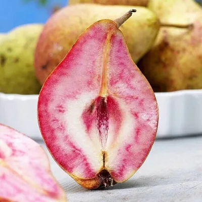 Груша БЛЮТБЕРН в Вологде