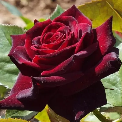 Саженцы роз БЛЭК БАККАРА чайно-гибридная в Вологде