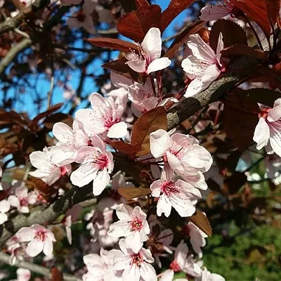 Слива ВУДИ растопыренная в Вологде