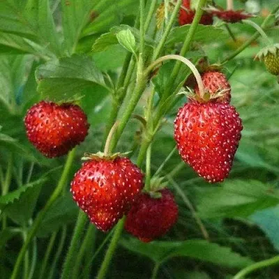 Земляника АЛЬПИЙСКАЯ  Земляника АЛЬПИЙСКАЯ в Вологде