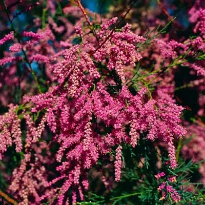 Тамарикс  Тамарикс в Вологде