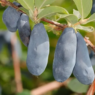 Жимолость съедобная СИНИЙ УТЕС в Вологде